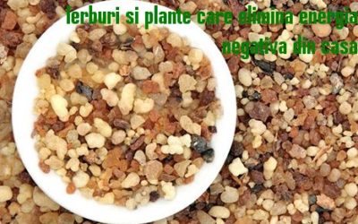 Ierburi si plante care elimina energia negativa din casa